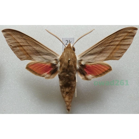 Theretra alecto (Linnaeus, 1758) ex. ovo Greece, Rhodes2k